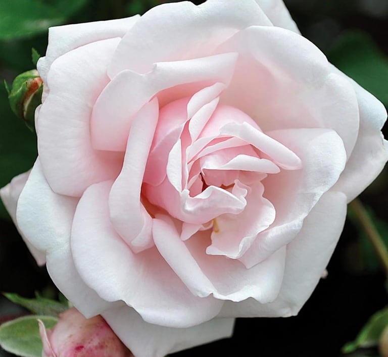 A blooming light pink rose with delicate petals in a lush garden setting.