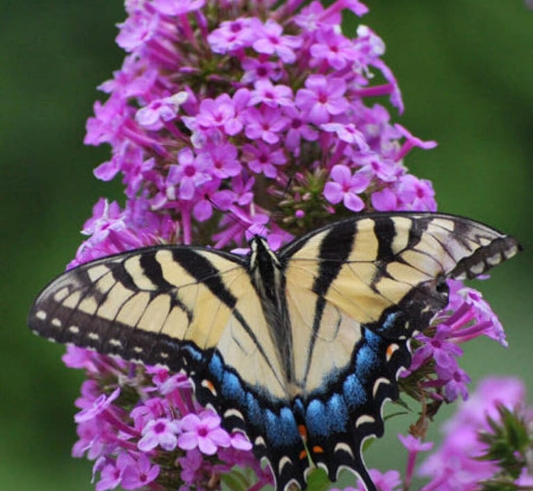 A yellow Eastern Tiger Swallowtail butterfly with blue markings resting on a vibrant purple phlox flower.