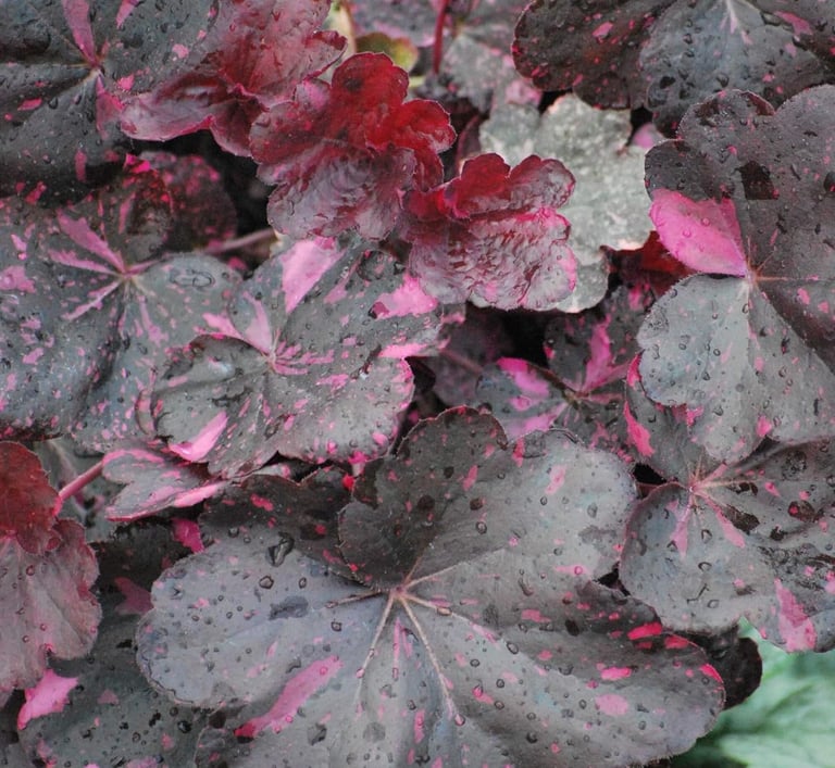Dark purple and pink variegated Heuchera coral bells leaves covered in morning dew drops.