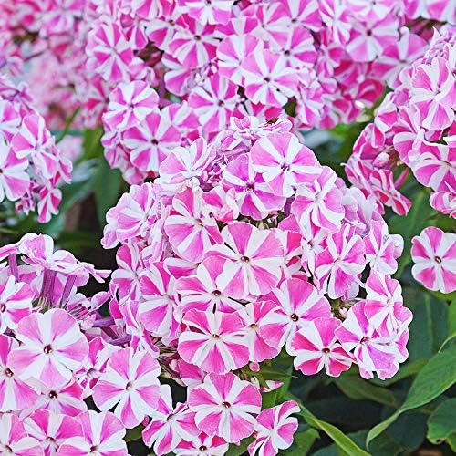 Vibrant cluster of pink and white striped Peppermint Twist Phlox flowers blooming in a garden.
