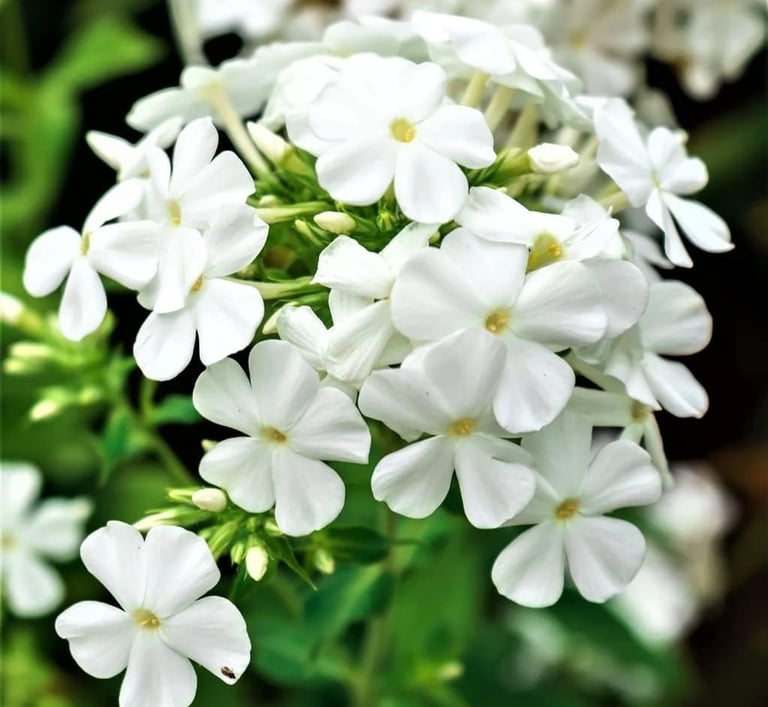 Cluster of white garden phlox flowers blooming with vibrant green leaves in a summer garden.