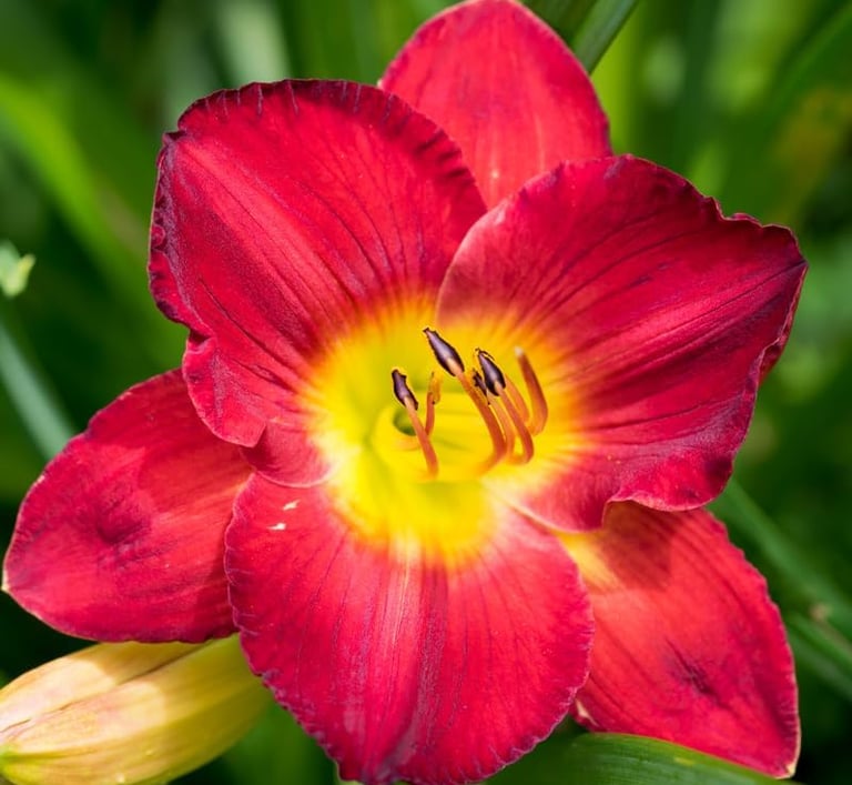 A vibrant red daylily flower with a yellow center blooming in a green summer garden.