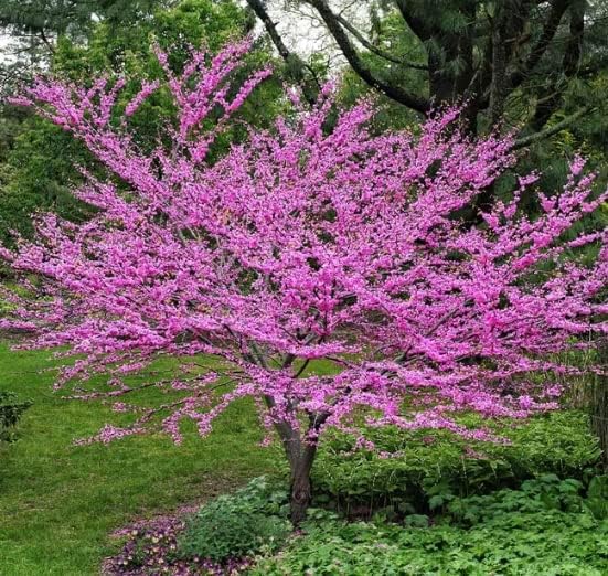 A blooming Eastern Redbud tree with vibrant pink flowers in a lush green garden landscape.