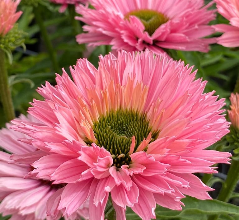 A vibrant pink double coneflower Echinacea bloom with frilly petals and a green center.