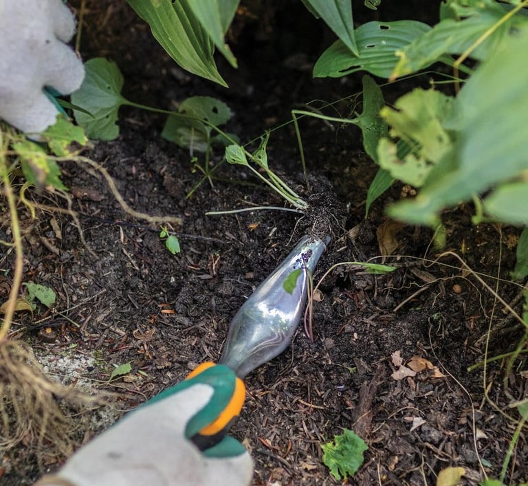 Gardener using a stainless steel weeder tool to dig out weeds in a garden bed with dark mulch.