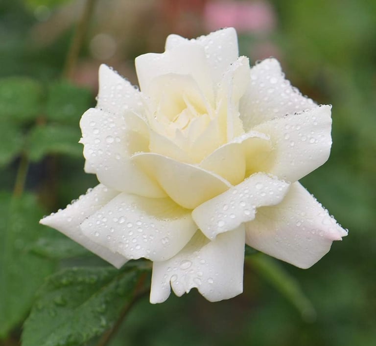A blooming white rose flower with fresh morning dew drops on its petals in a garden.