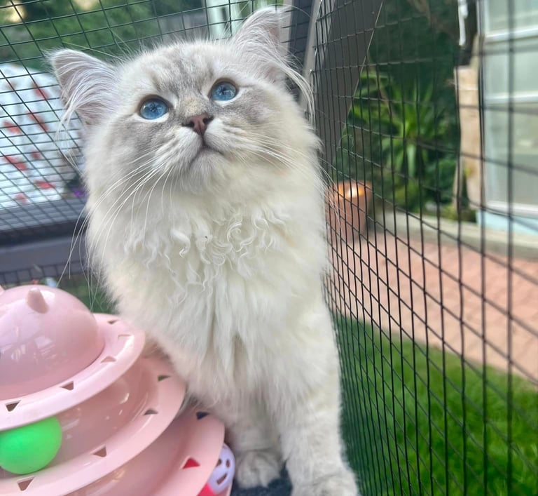 Siberian cat Milo