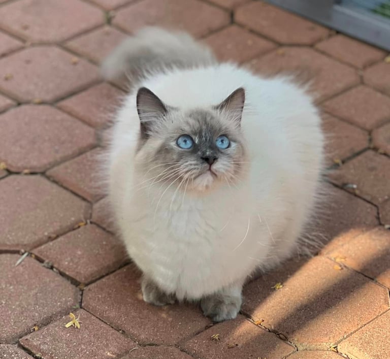 Siberian cat Chloe