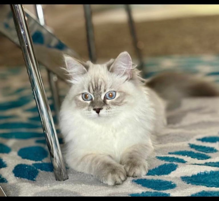 Siberian cat Mila