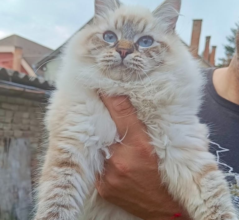 Siberian cat Igor