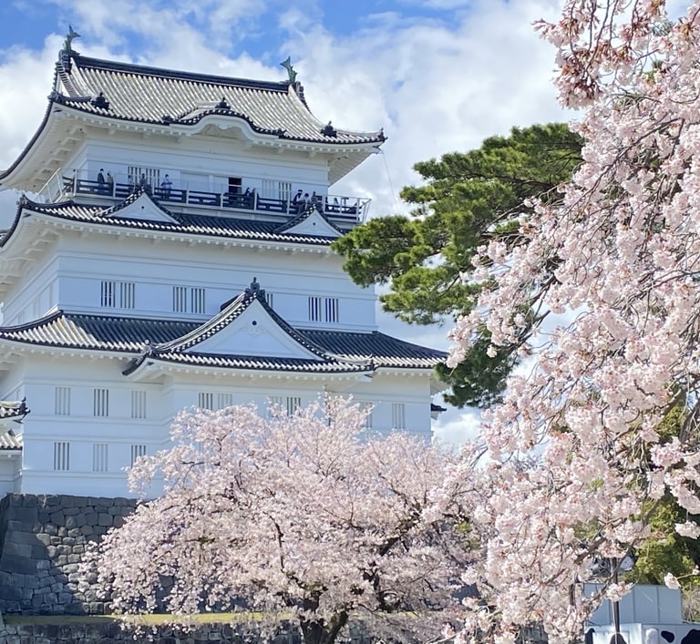 Odawara Castle in sakura season