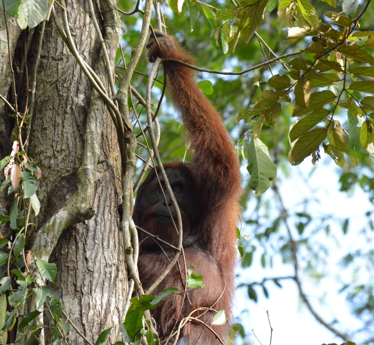 Male orang utan pause when he saw us while climbing the tree