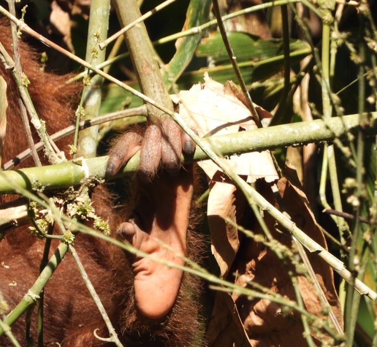 orang utan's feet can also hold branches 