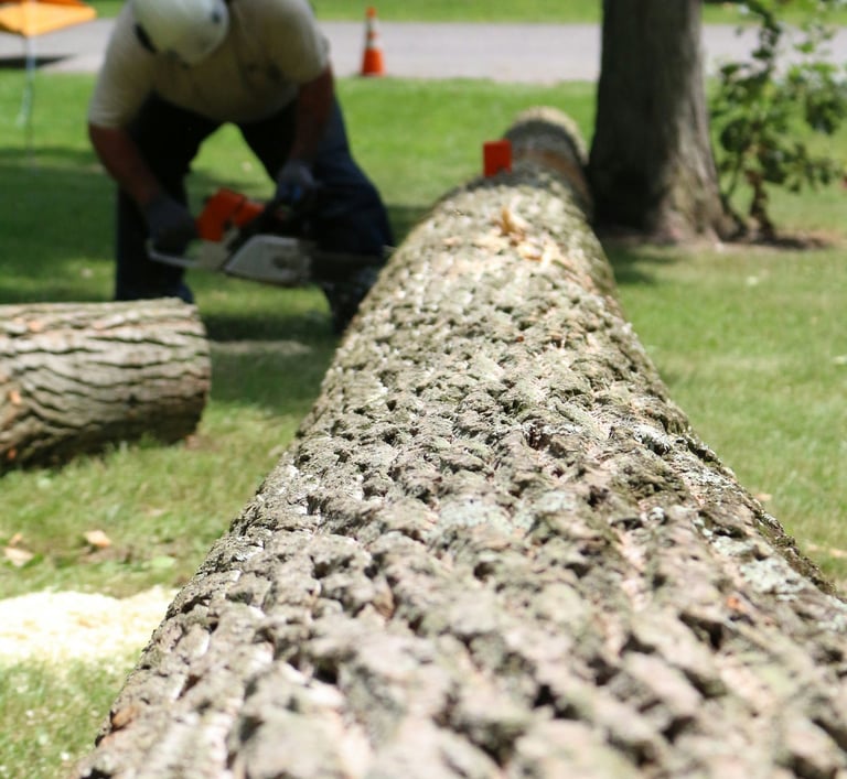 A professional arborist uses a chainsaw to cut a large felled tree trunk on a residential lawn.