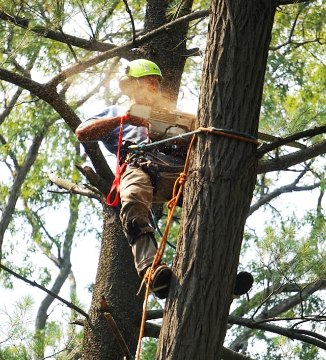 Professional arborist wearing safety gear uses a chainsaw to prune high branches during tree removal.