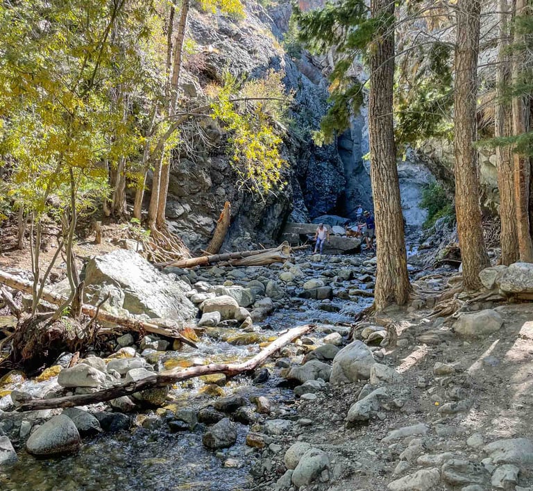 a stream running through a forest with rocks and trees
