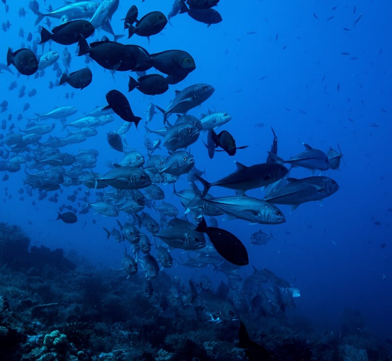A large school of tropical fish swimming over a dark coral reef in deep blue ocean water.