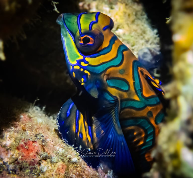 mandarin fish in alor