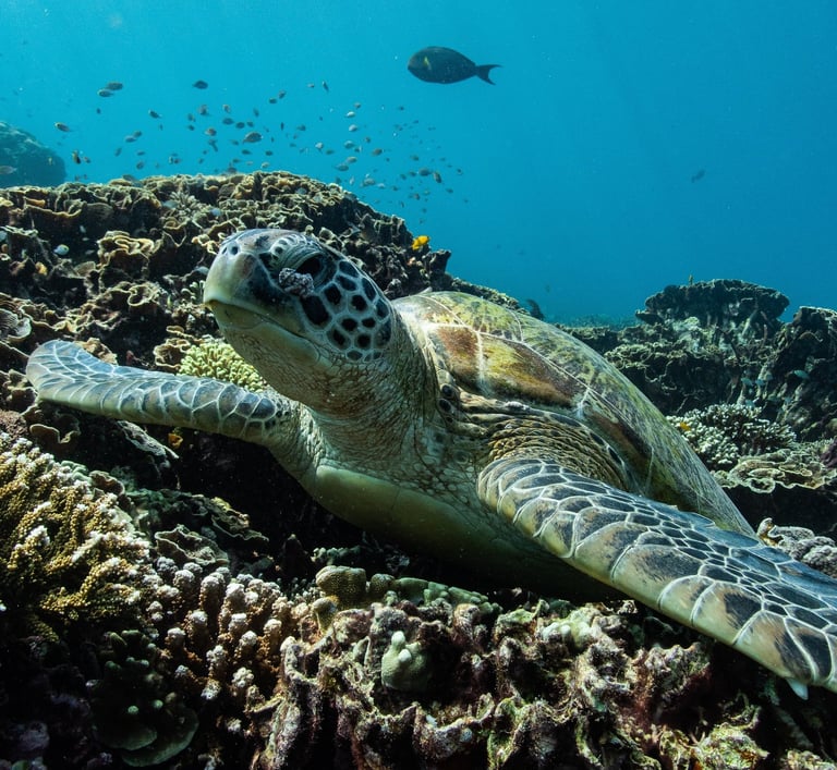 sea turtle sleeping on corals in alor