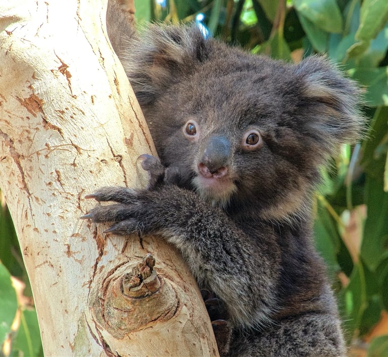 A fuzzy baby koala joey with dark brown fur clinging to an Australian eucalyptus tree branch.