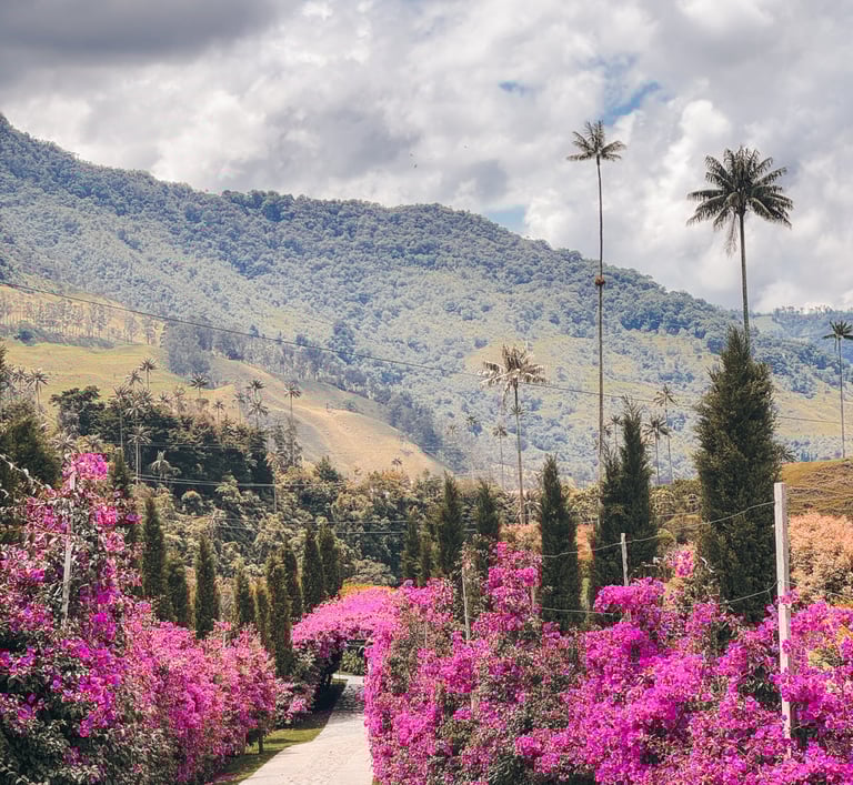 The Exit or Entrance of Cocora Valley