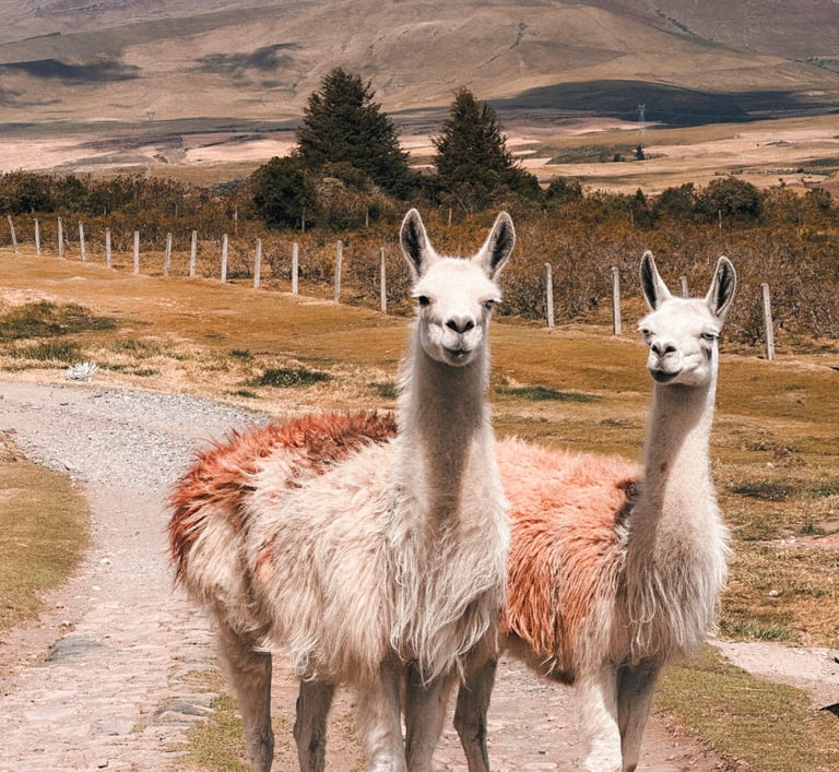 Two llamas in Cotopaxi National Park in Ecuador, South America