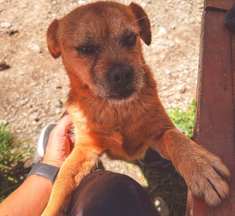 Street dog in Huaraz, Peru, South America