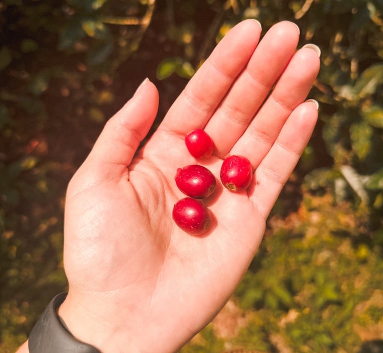 Coffee beans in Salento Finca