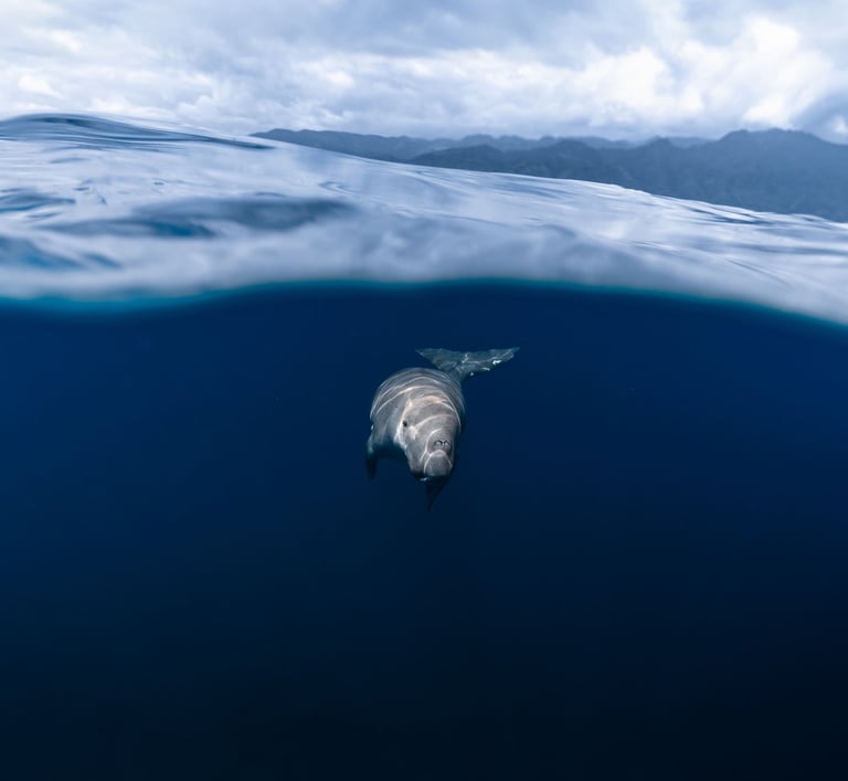 a dugong swimming in the ocean with a cloudy sky