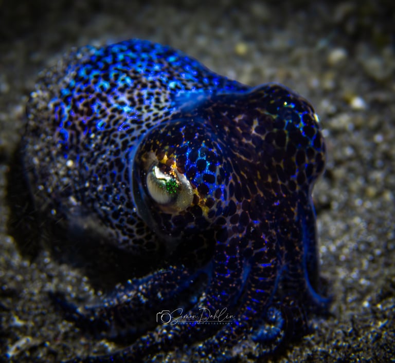 a bobtail squid in sand