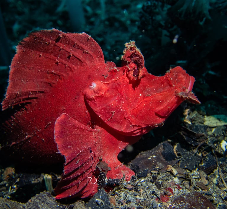 a rhinopia sitting on the bottom