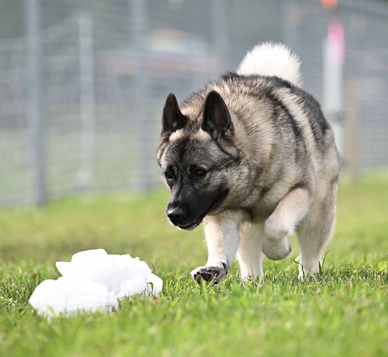 Norwegian Elkhound running in FastCAT
