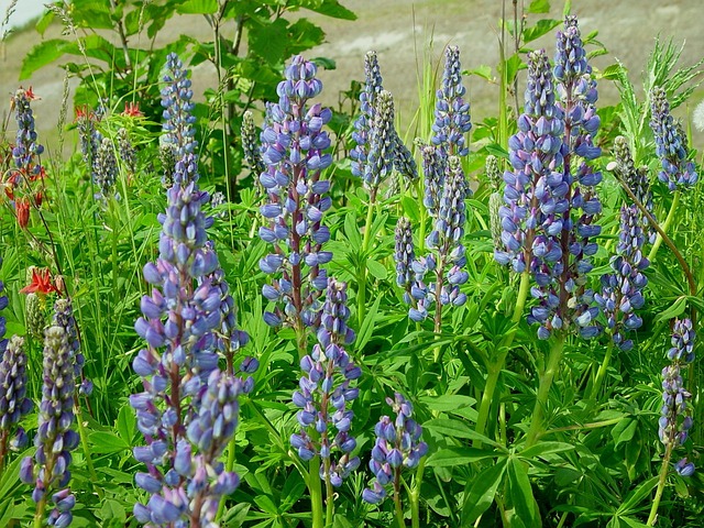 lupines
