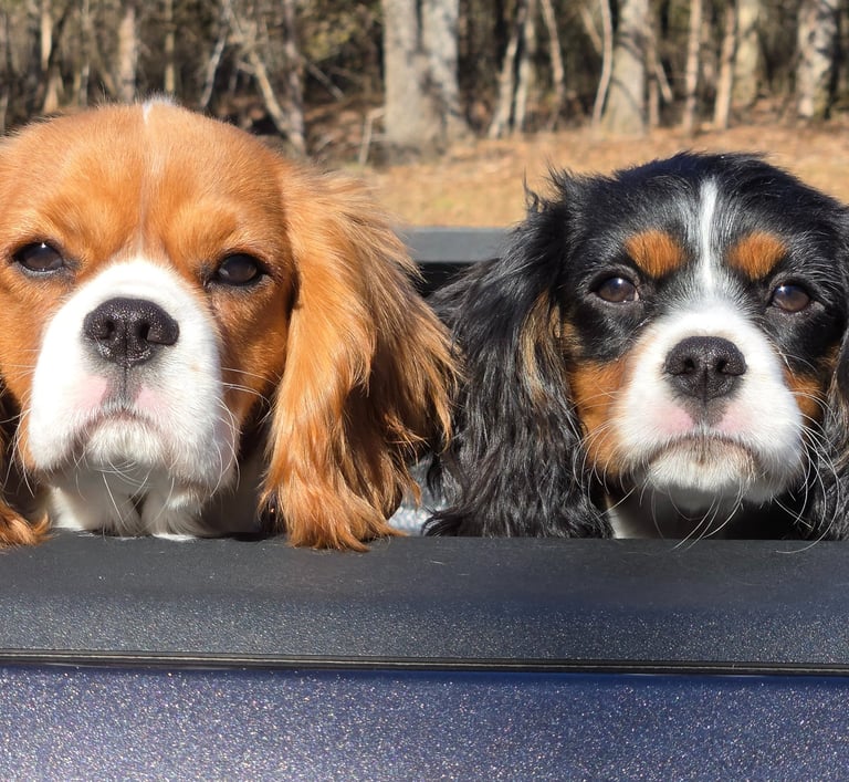 Two Cavalier King Charles Spaniels looking over the edge of a truck bed