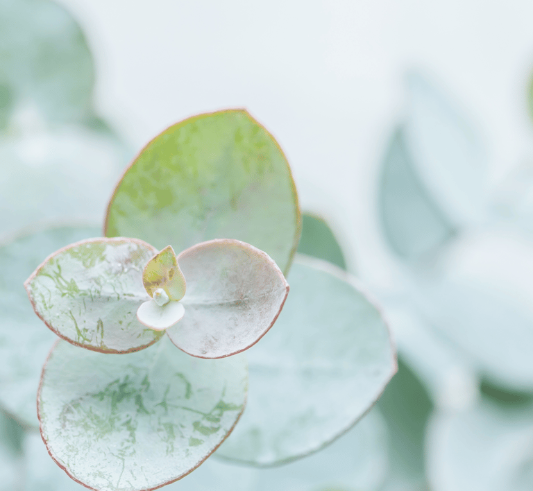 Succulent plant signals natural solutions for peripheral neuropathy in the Roaring Fork Valley, CO