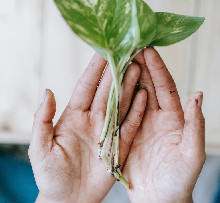 Plant cuttings in hand