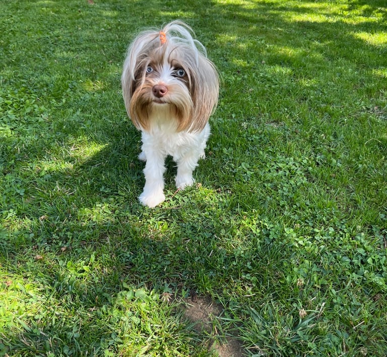 femelle yorkshire blue berry biro