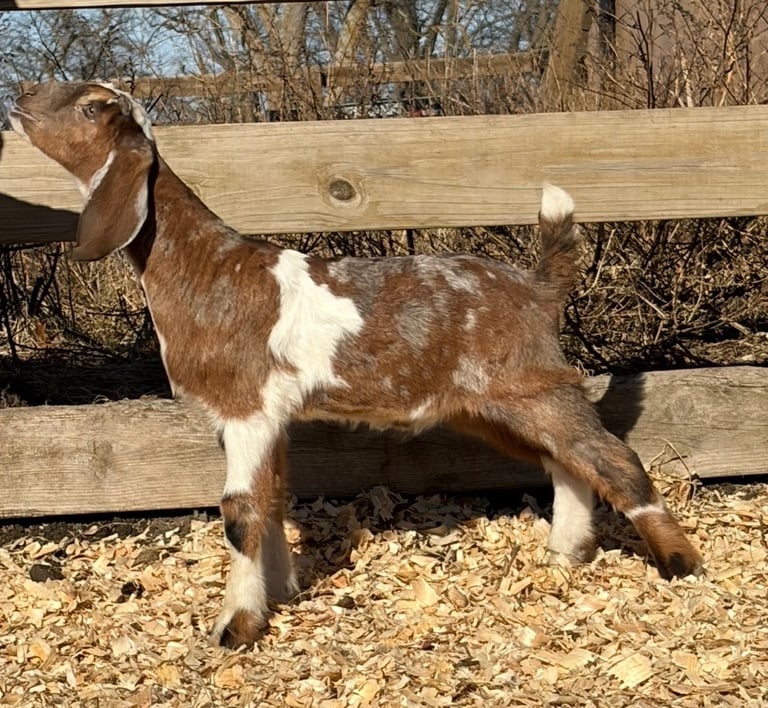 Brown goat with white spots stretching 