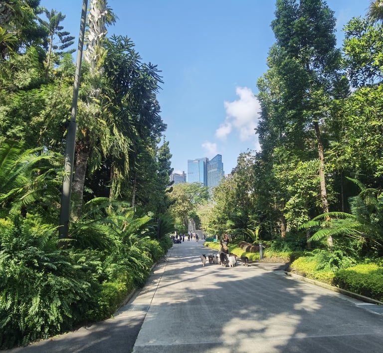 Photo Singapour vue des jardins