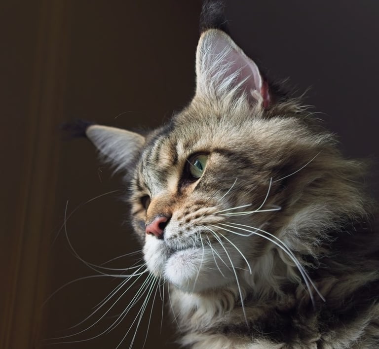 maine coon xxl comté chatterie suisse