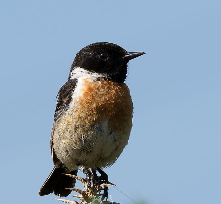 Male Stonechat, Morden Bog NNR, Dorset