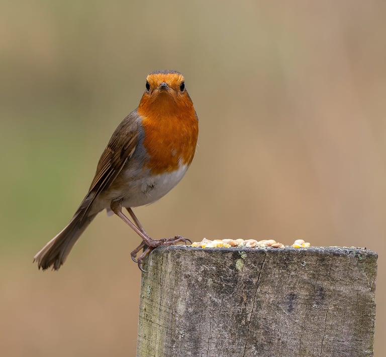 Robin, Stodmarsh NNR, Kent