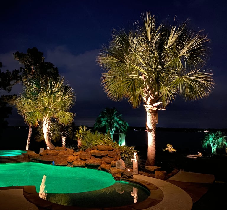 palm tree up lights at night