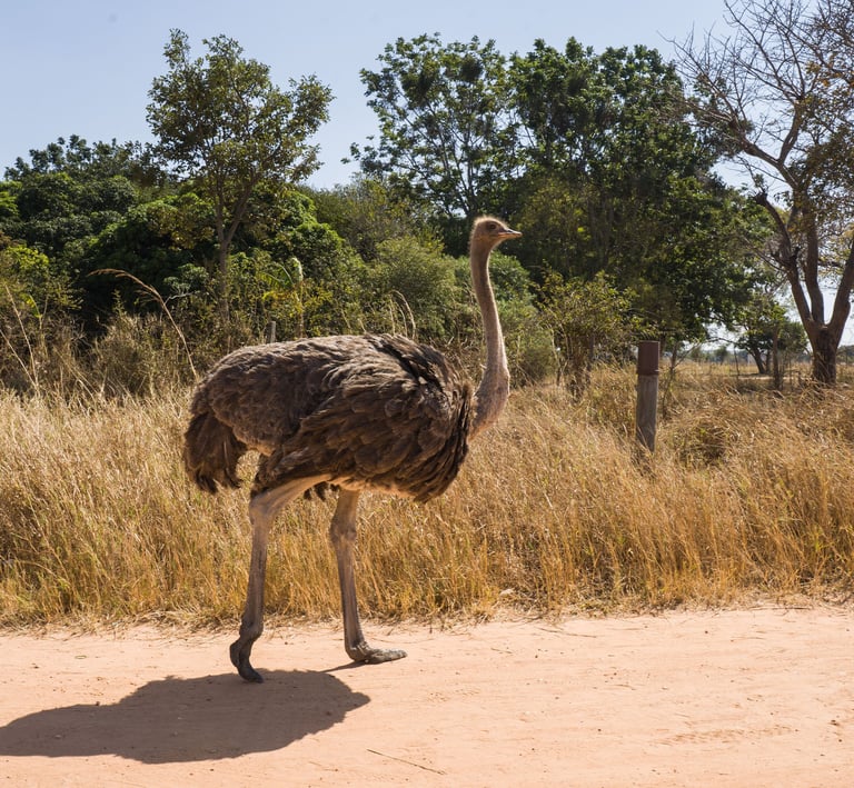 Ostrich on property