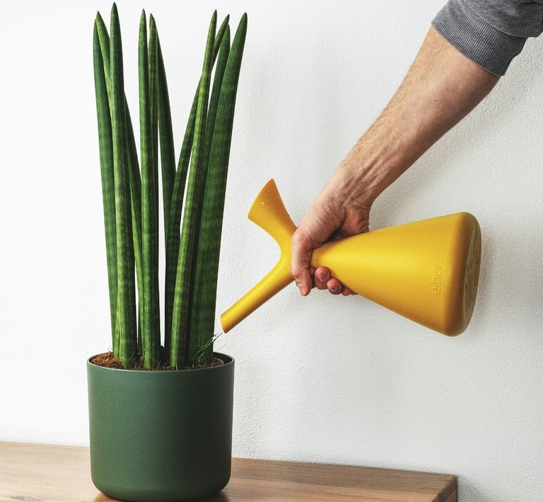 Watering houseplants