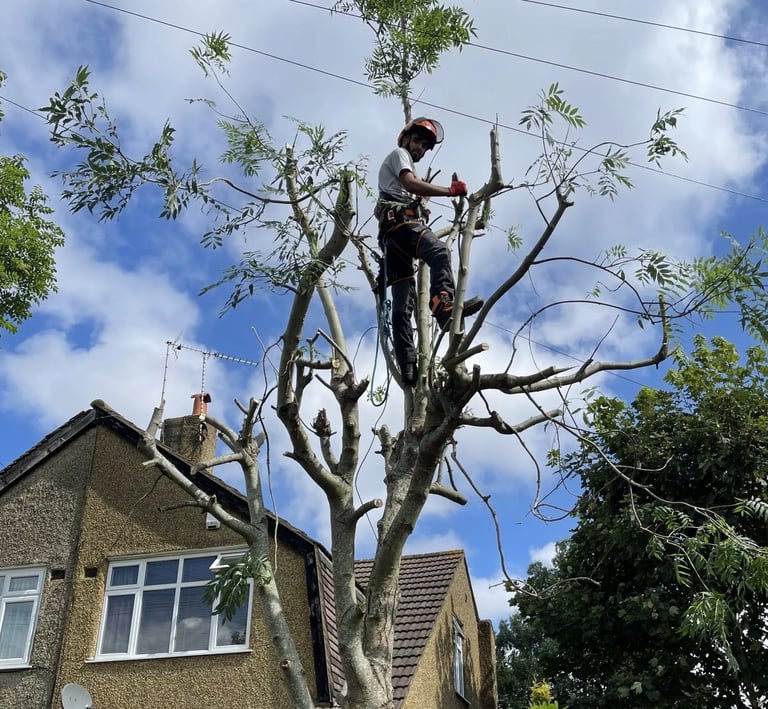 tree cut services