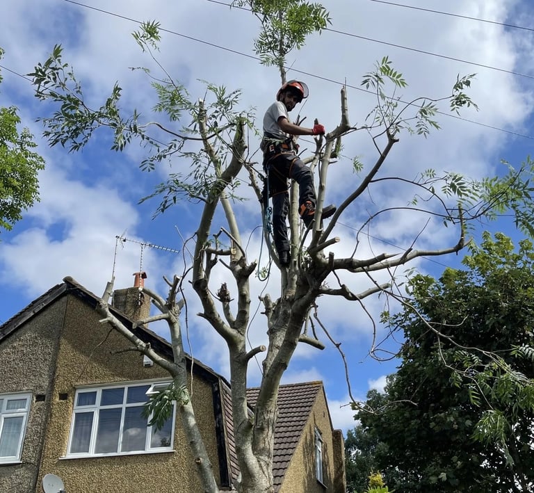 tree cut services