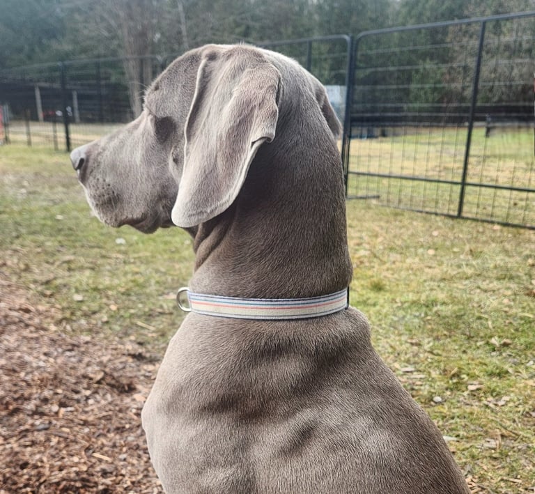 a dog sitting on the ground with a dog in the background