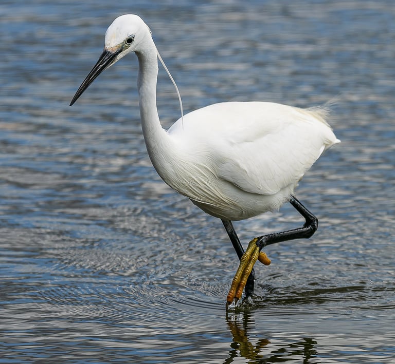 Little Egret, Rye Harbour Nature Reserve, Sussex