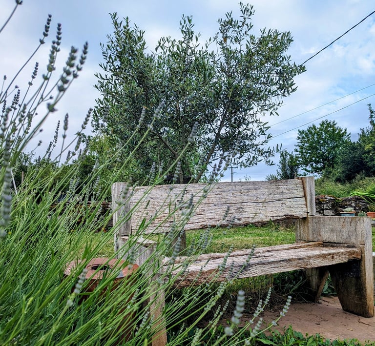 Un banc en bois, de la lavande et un olivier